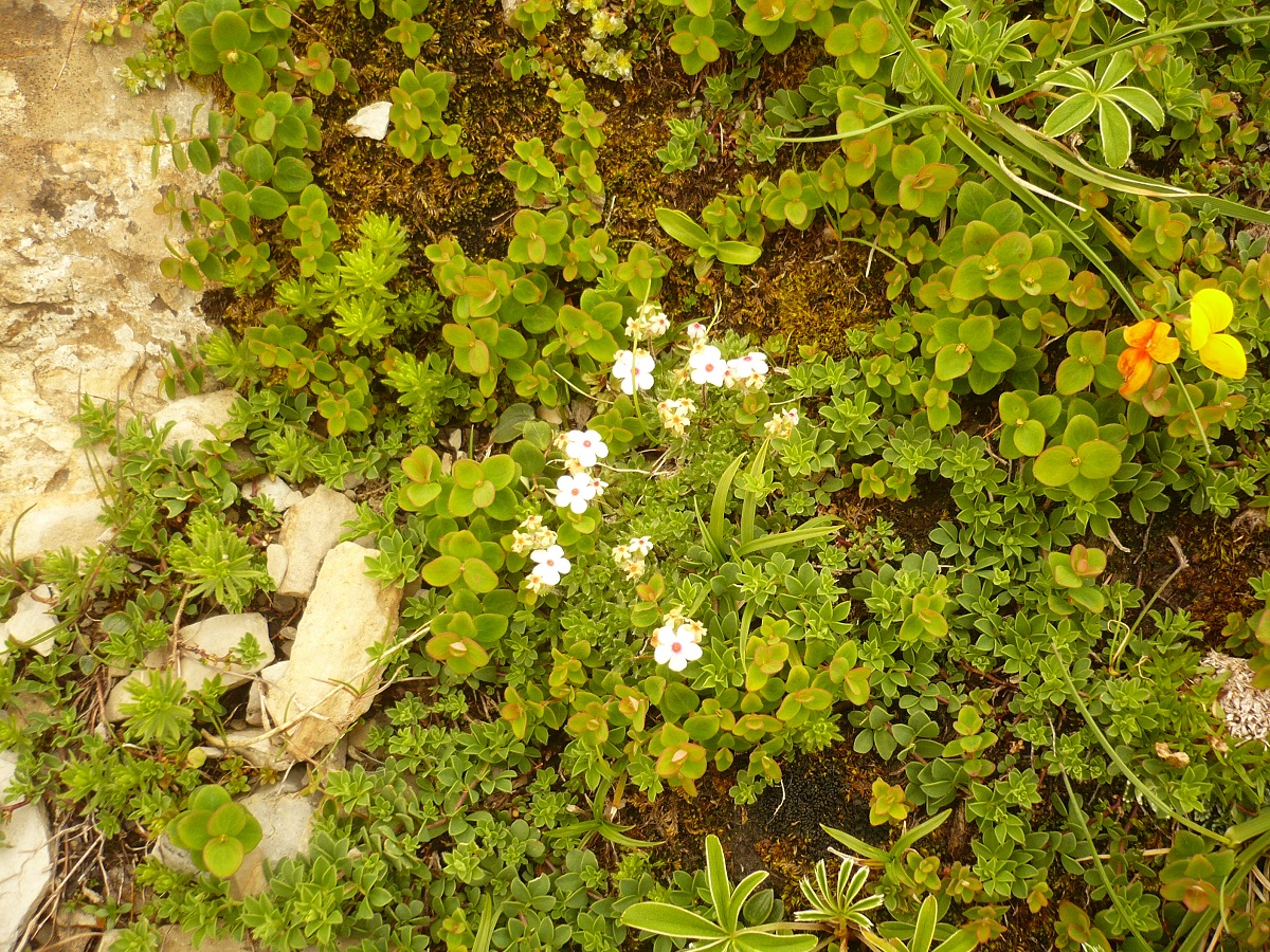 Androsace villosa (Primulaceae)